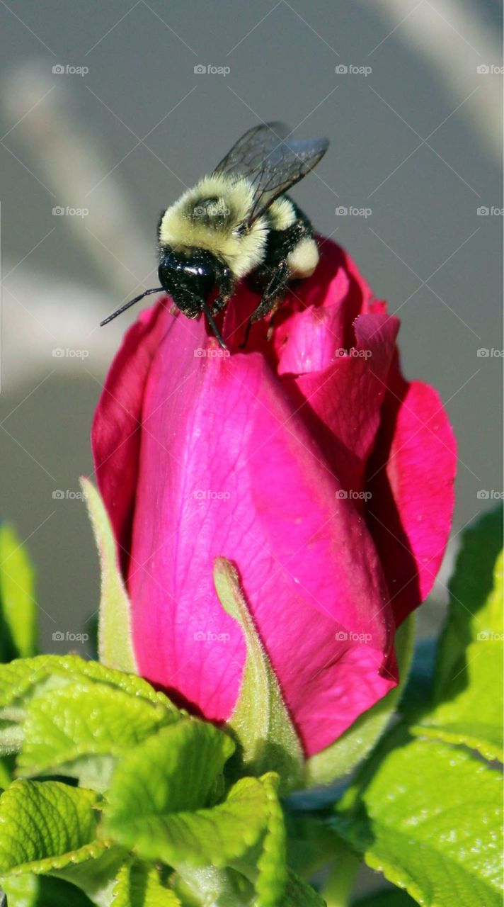 bee