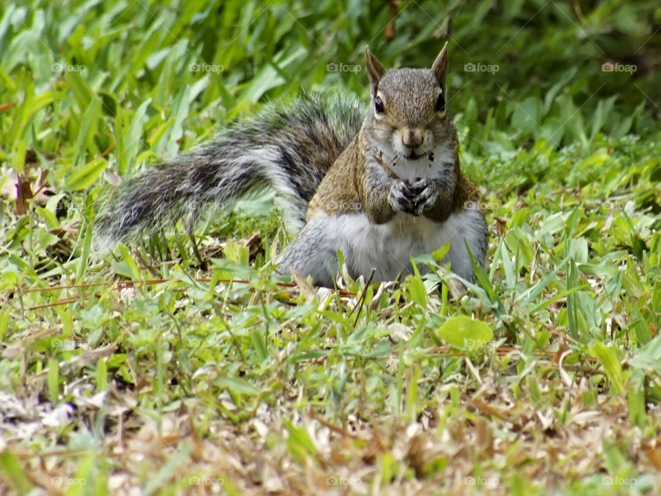 Snacking Squirrel . Front view of snacking eastern grey squirrel in grass