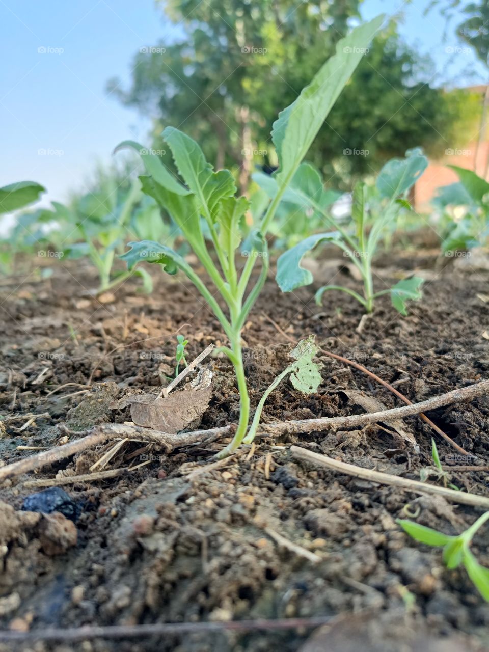 plants of Cauliflower