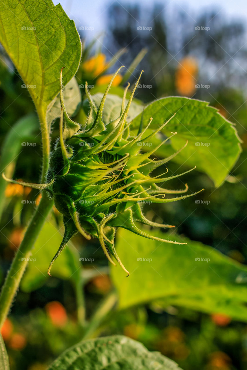 Little sunflower