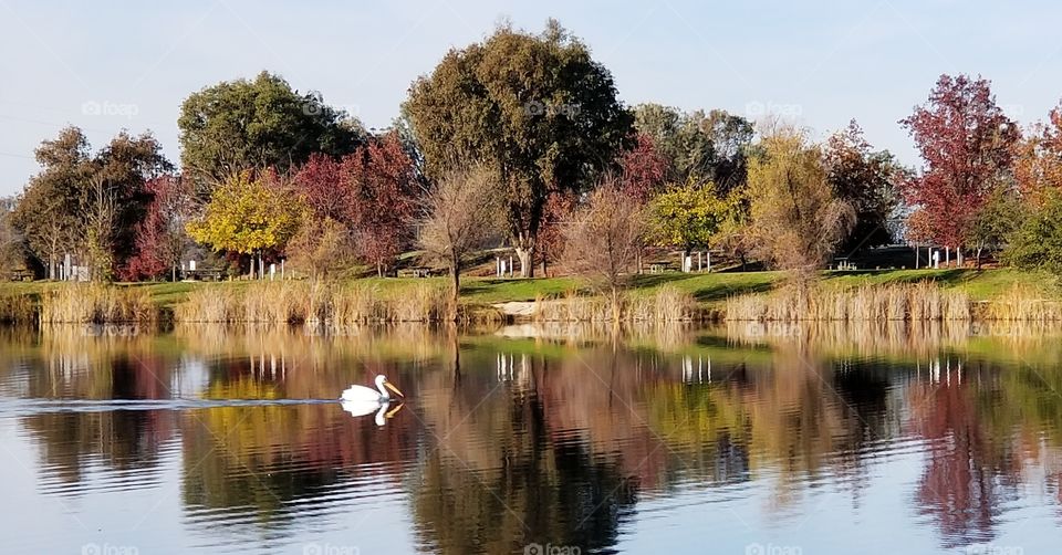 pelican on the pond in fall