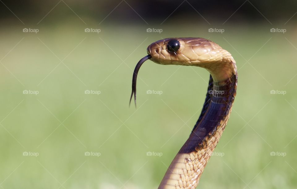 Juvenile Cape Cobra