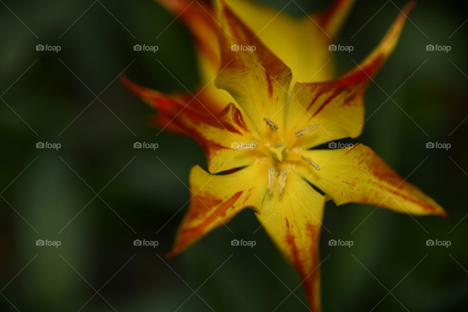 Jardín botánico, Madrid