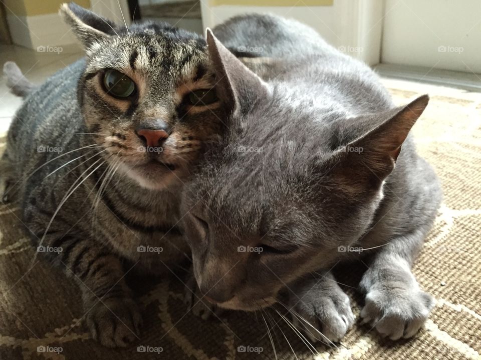 I love you, you're prrr-fect