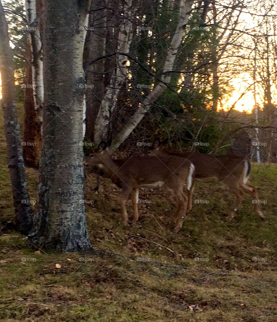 MORE deer. Looking for breakfast 