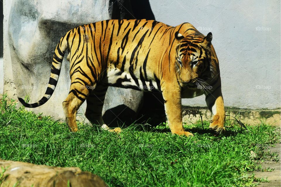 tiger walking with hungry face
