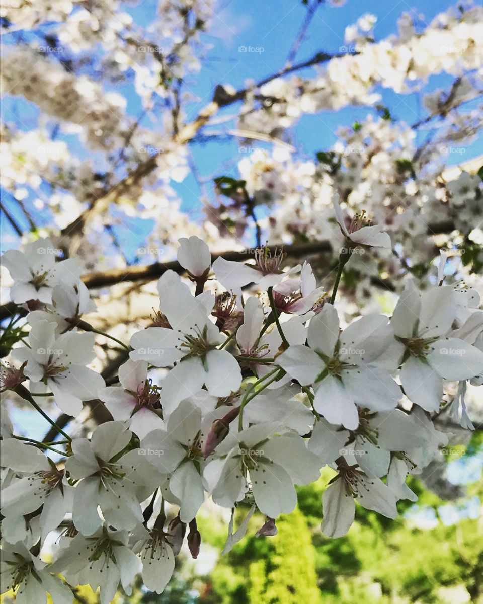 Spring tree in bloom 