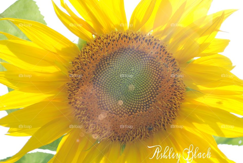 lovely sunflower 