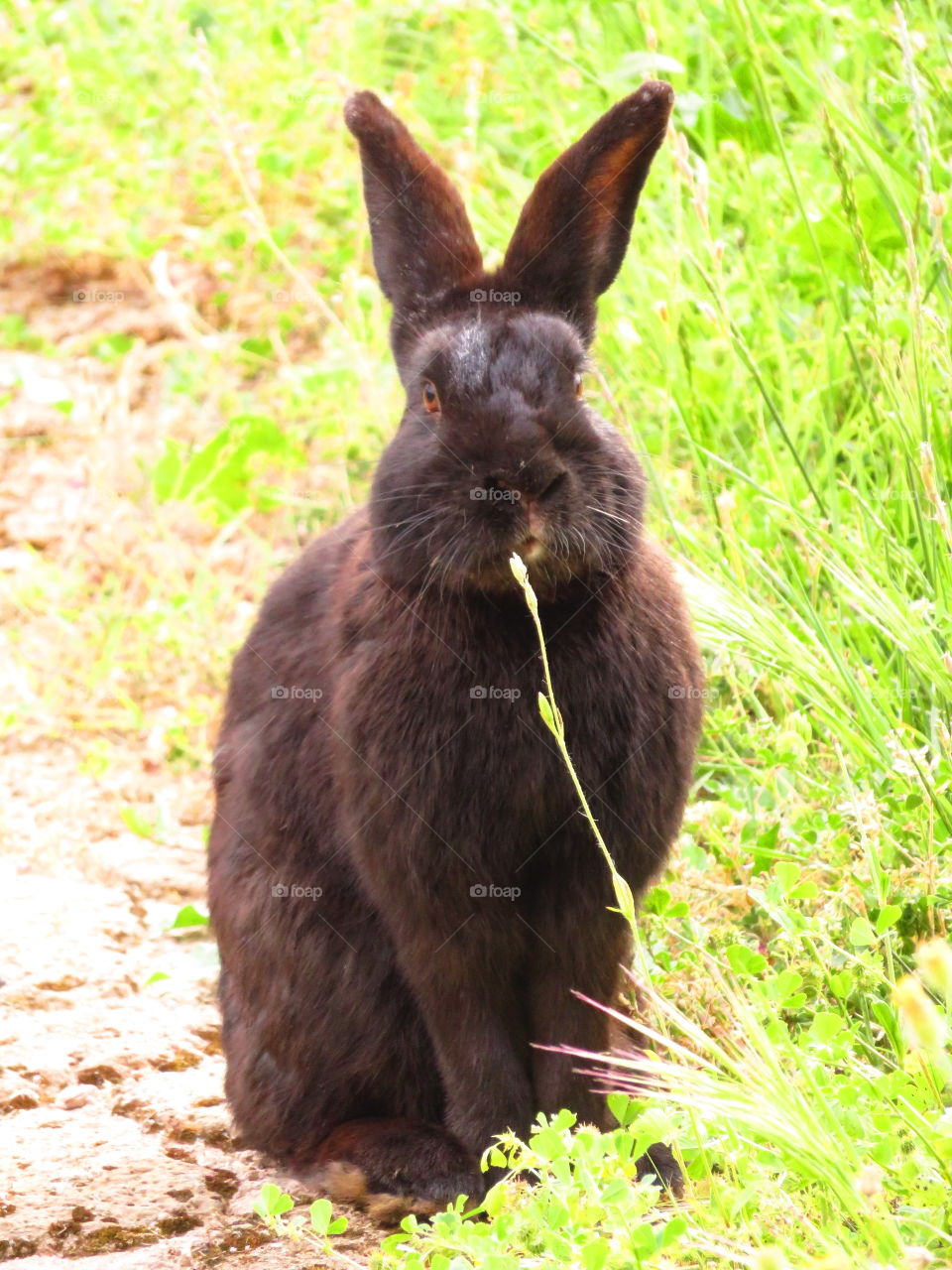 standing rabbit