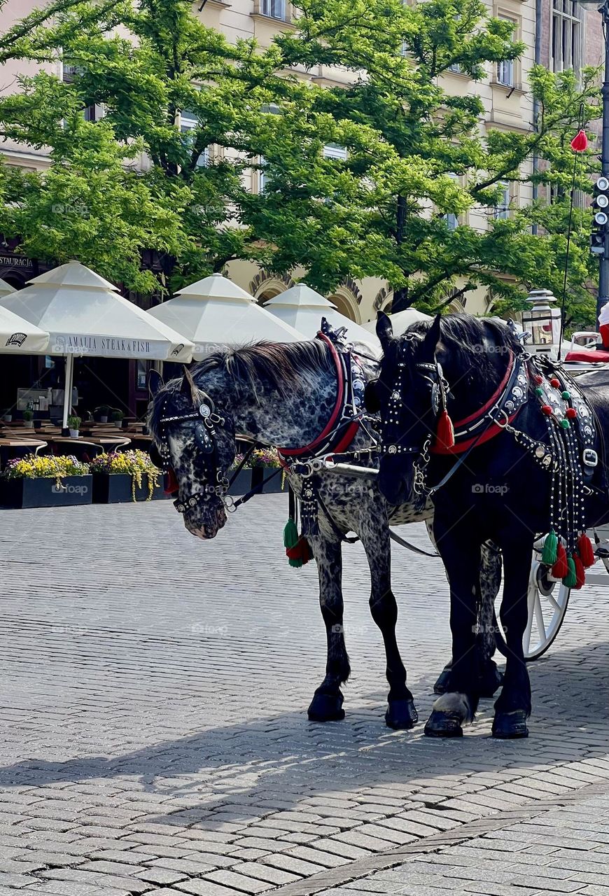 Beautiful horses in harness on the street of Krakow