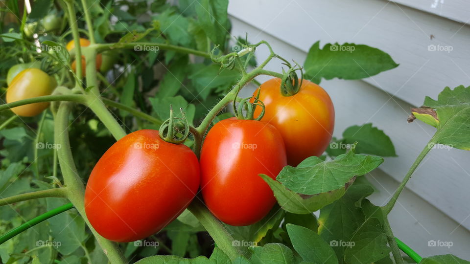 tomatoes on vine