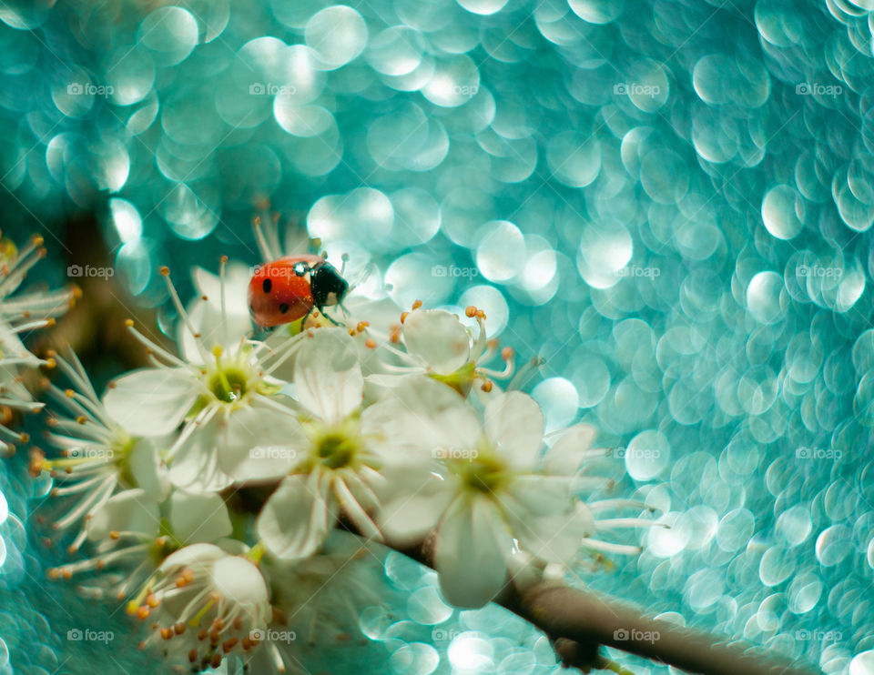 ladybug on a flowering branch on a turquoise background with many bokeh