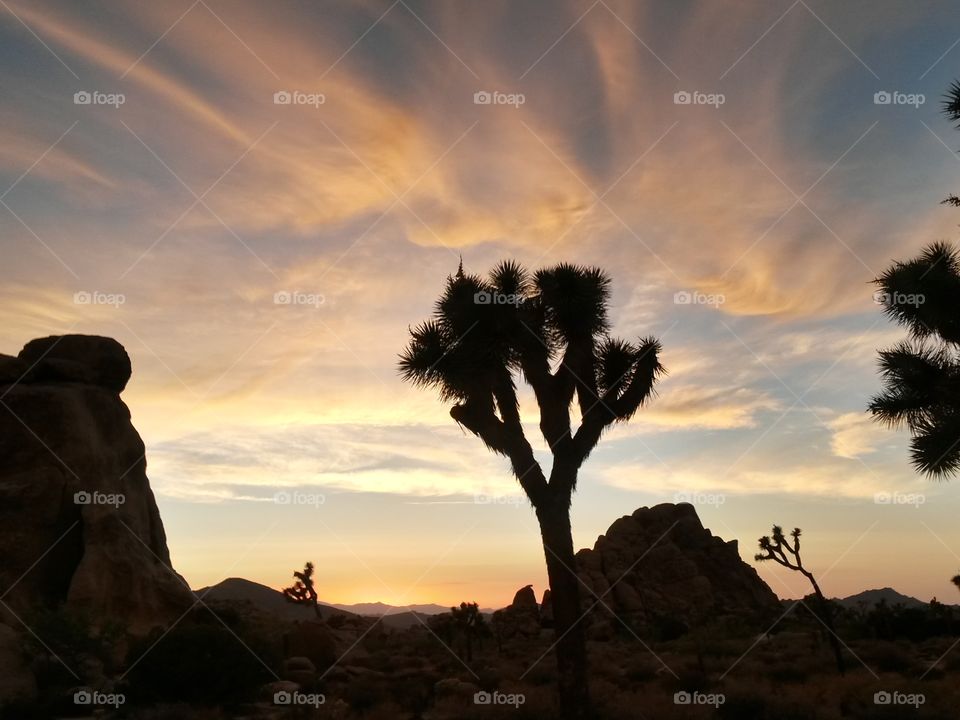 golden hour at  joshua tree