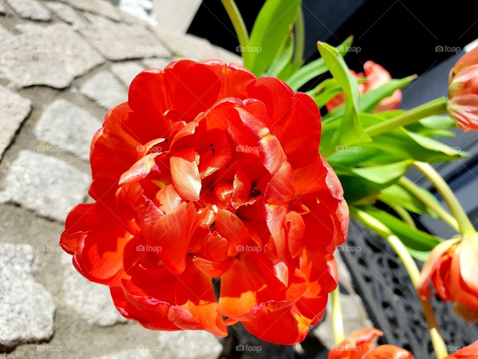 red flower