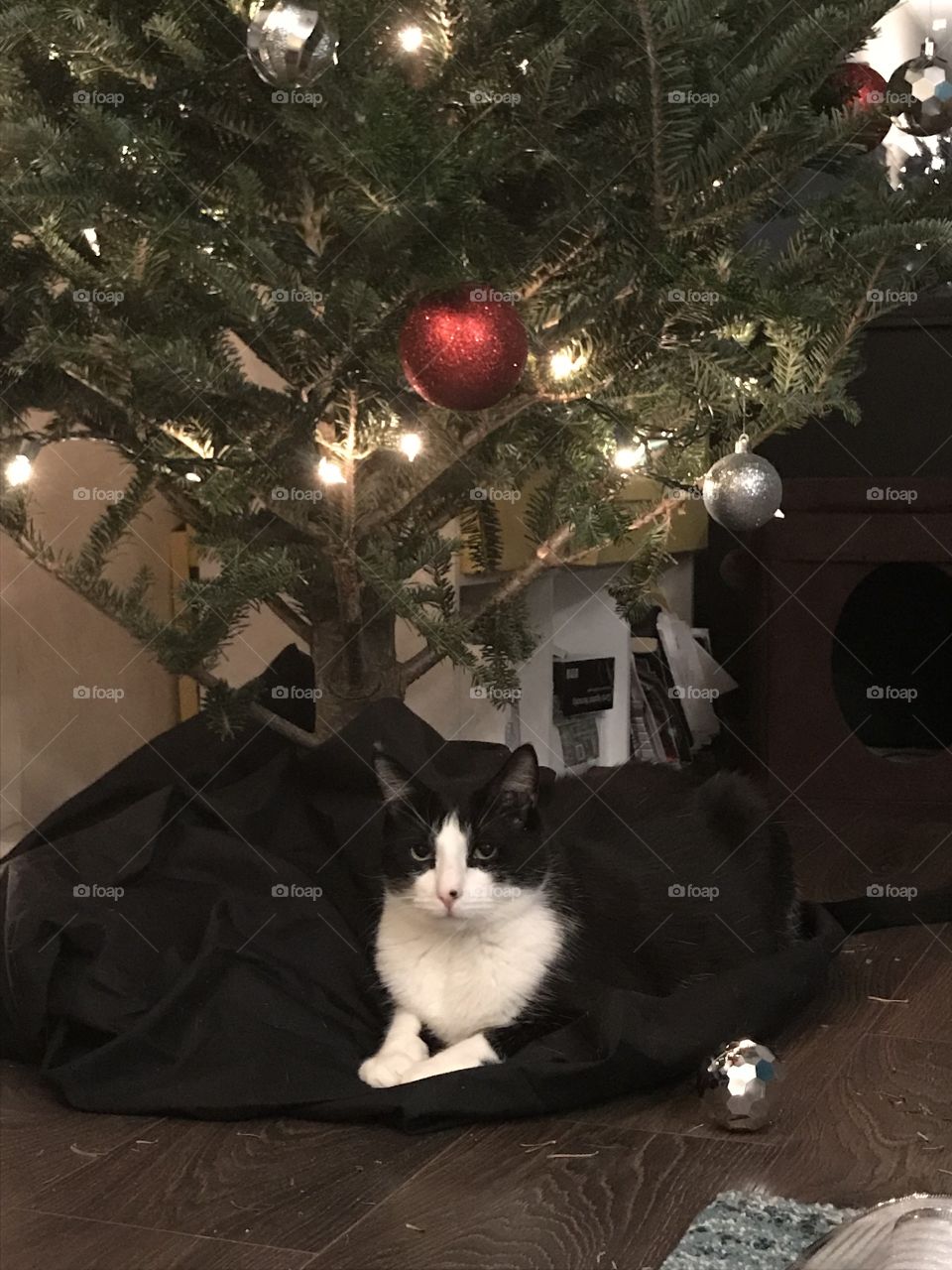 Cat sitting under Christmas tree 