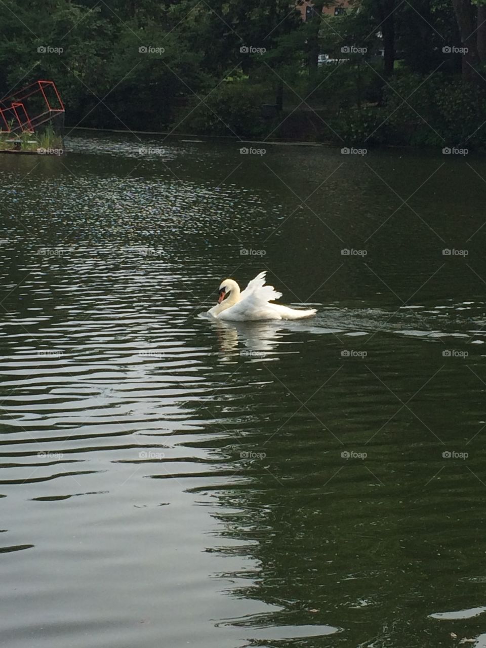 Swan . In Ames, IA