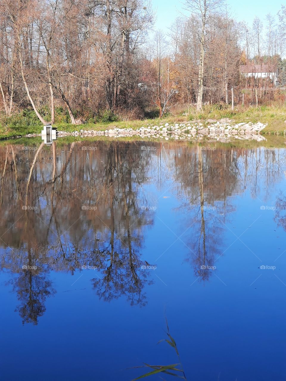 autumn trees reflected in water