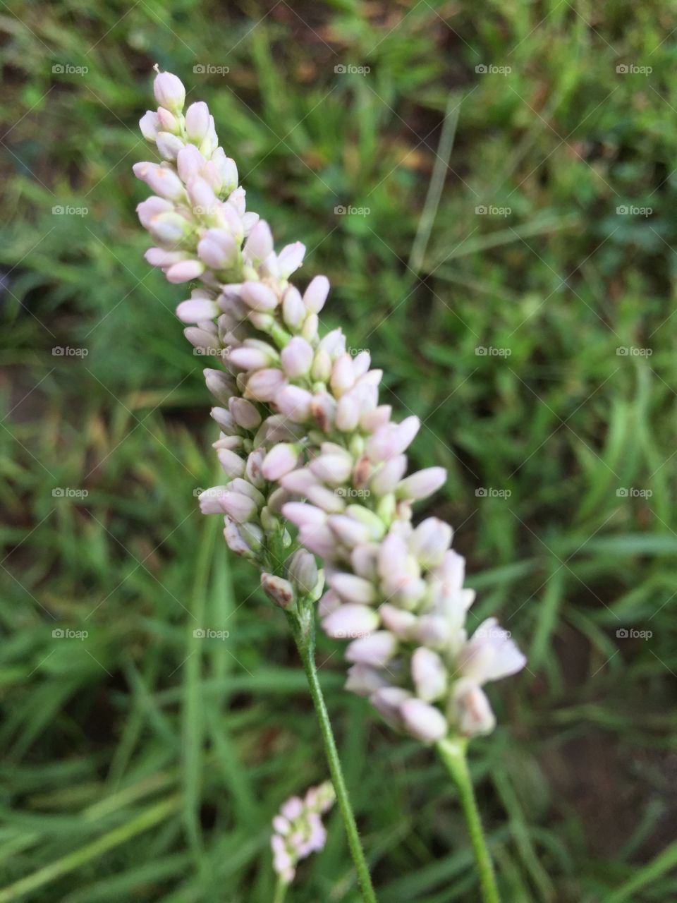 Pennsylvania Smartweed