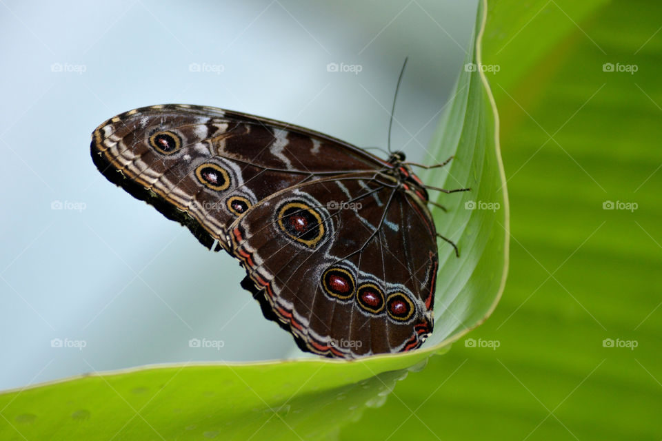 Butterfly in sanctuary