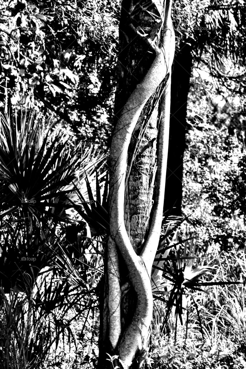 Black and white branch 
