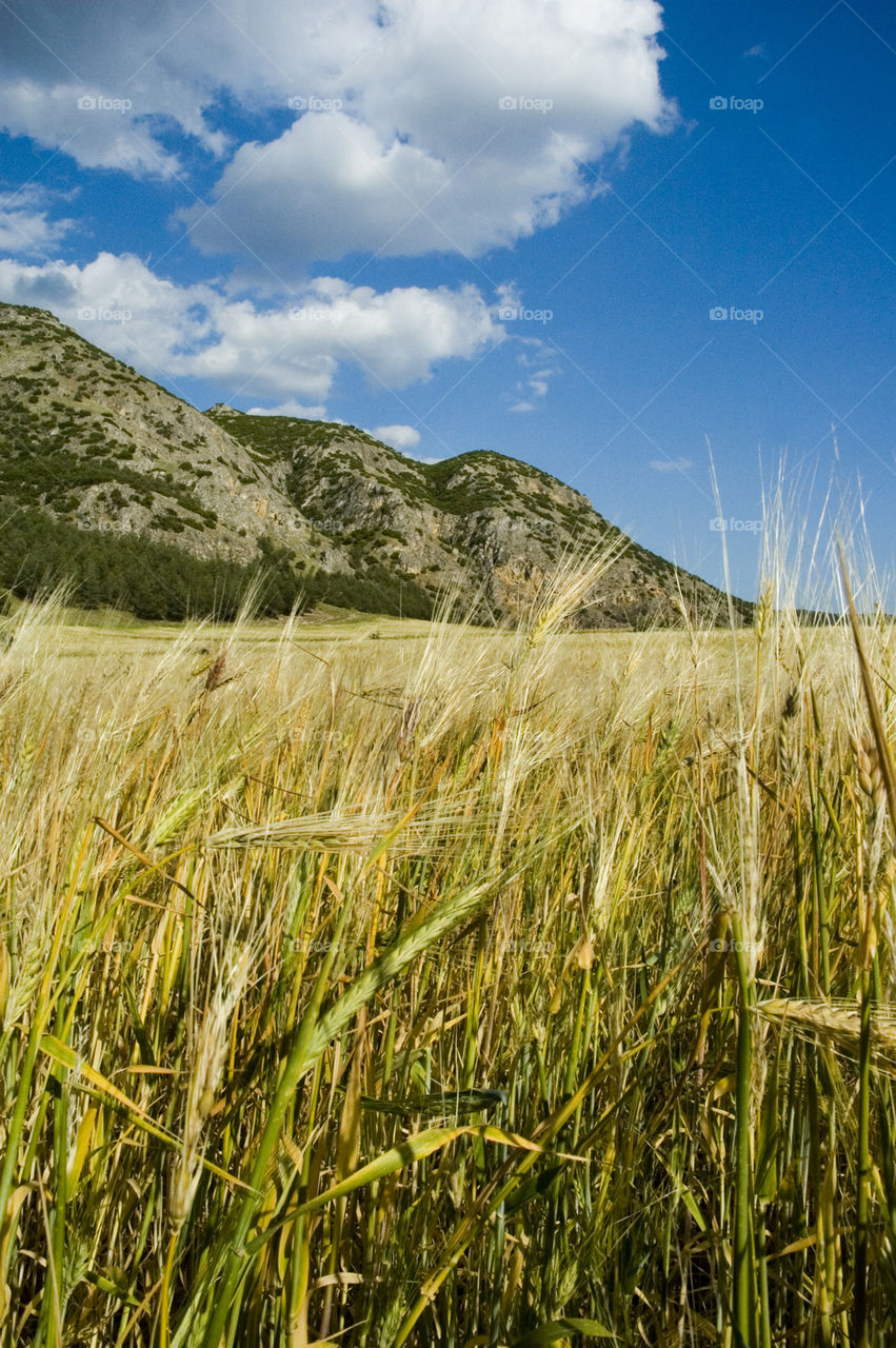 wheat field