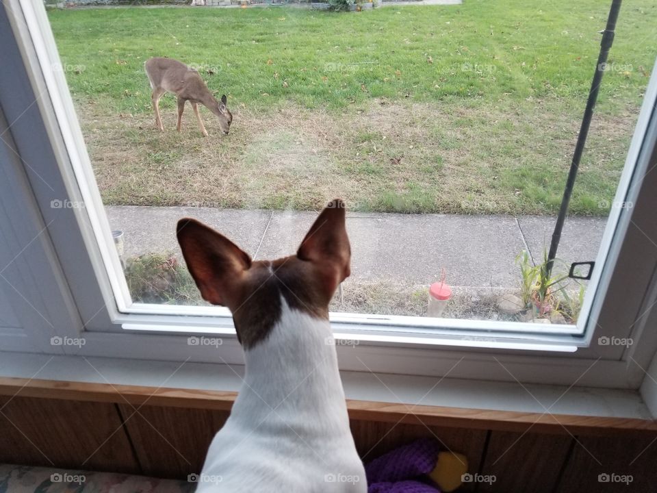 Our dog Leenia watching the fawn