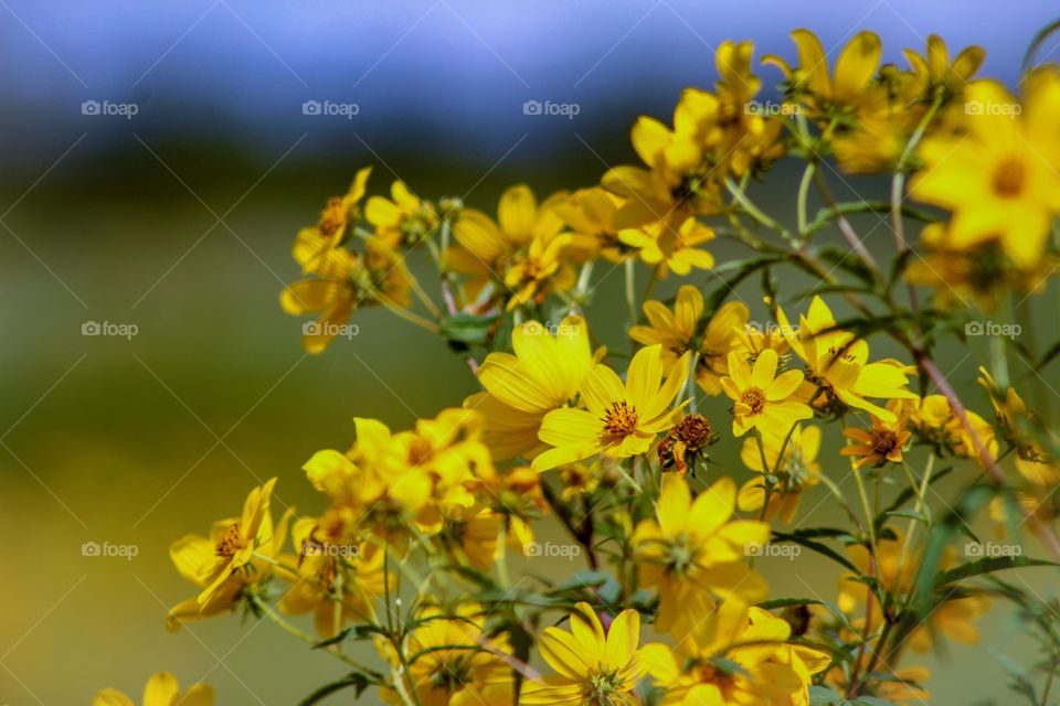 Yellow wildflowers