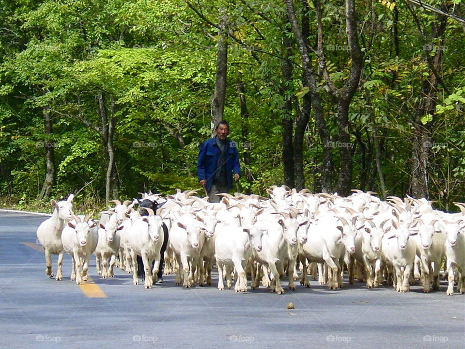 Chinese goat herder