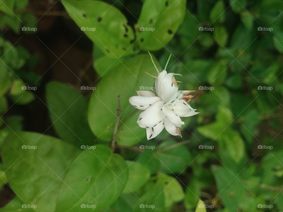 white flower seasonal fresh shurb small size looks very beautiful generally found everywhere seasonal fresh