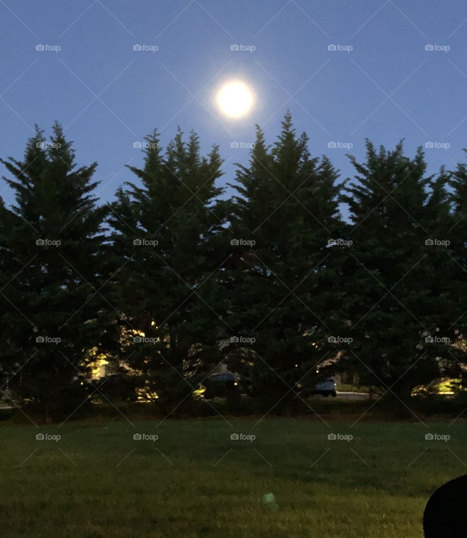 early morning tall pine trees dawn moon 