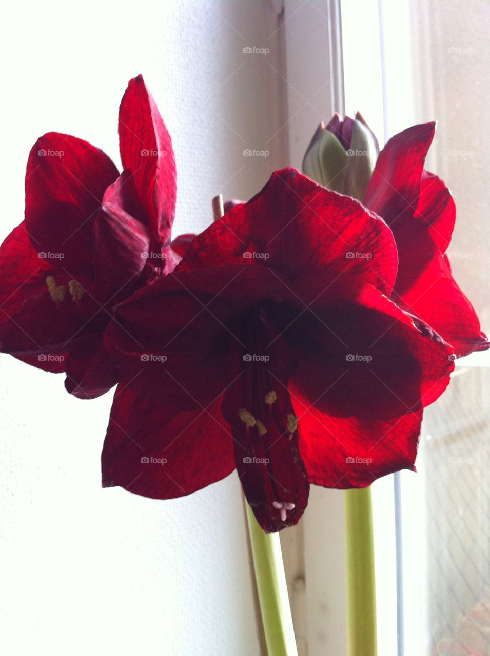 red plant röd amaryllis by ingrid13
