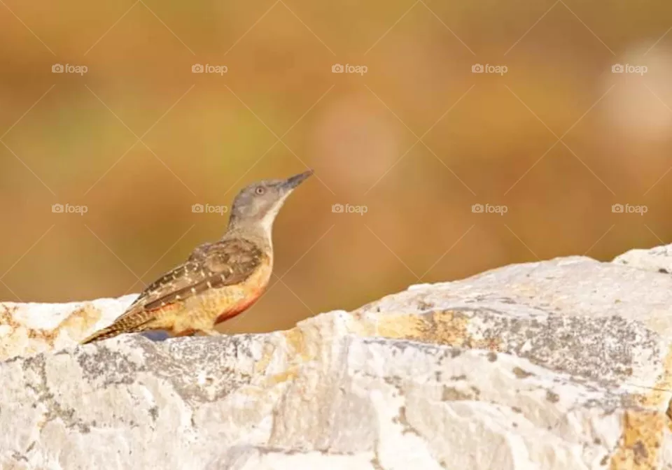 bird