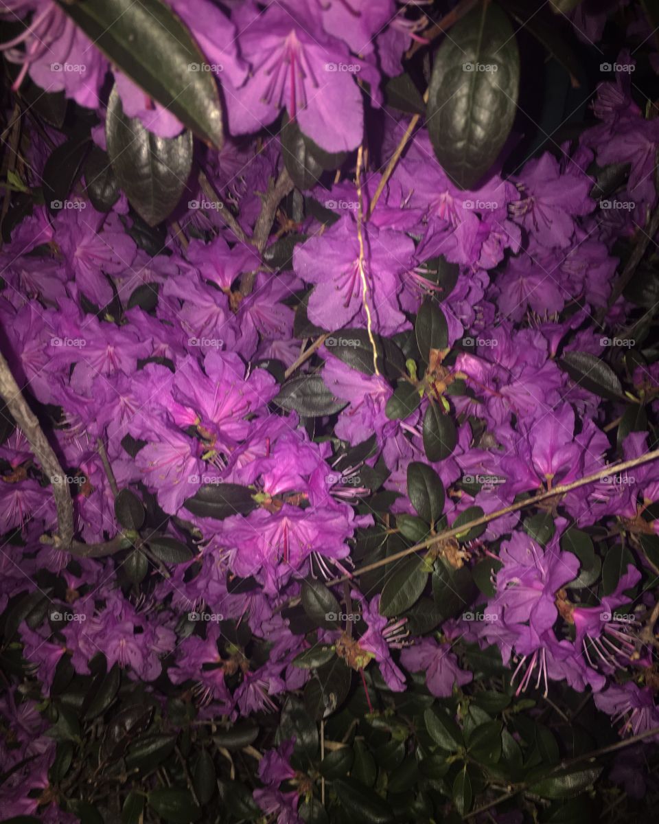Flash of purple flowers at night