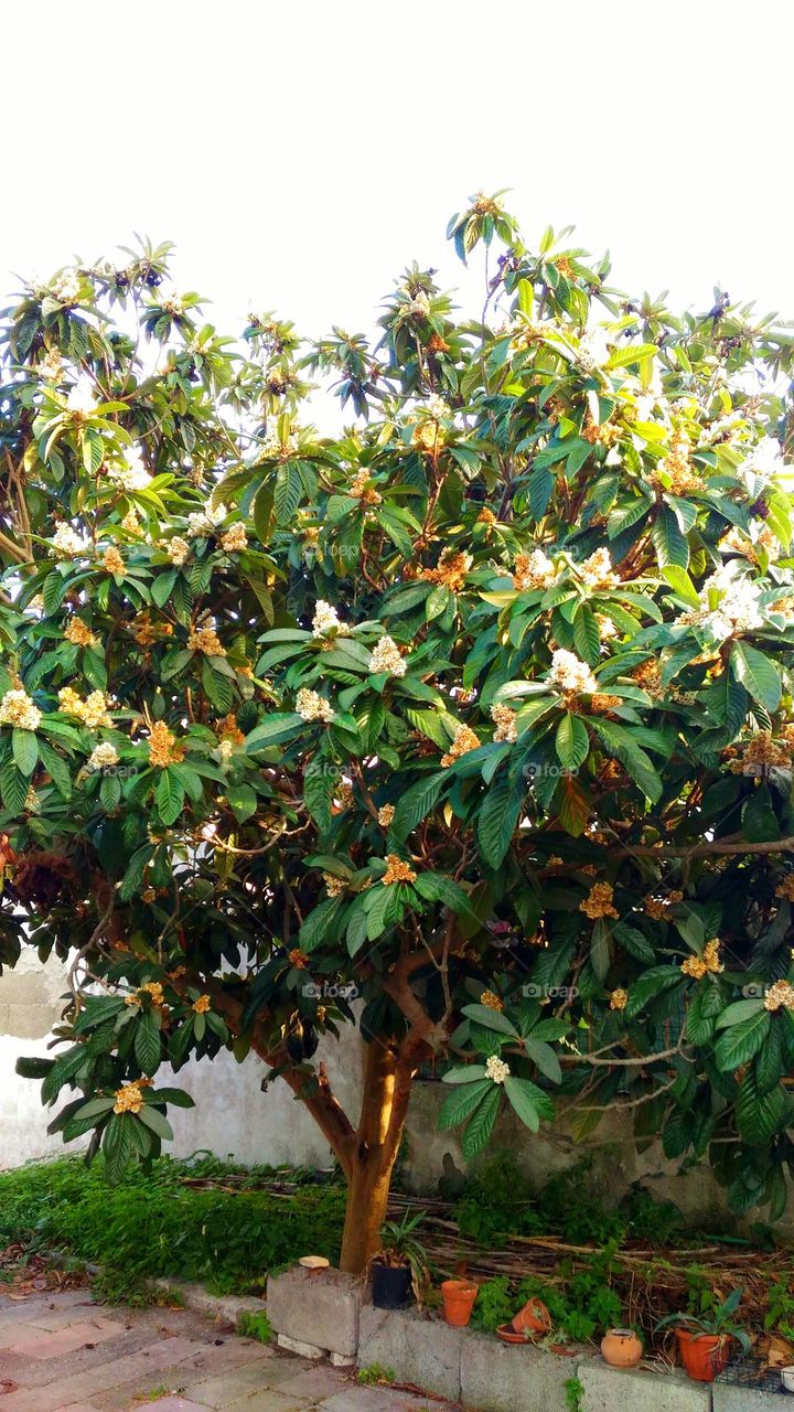 The medlar tree in full blossom in October