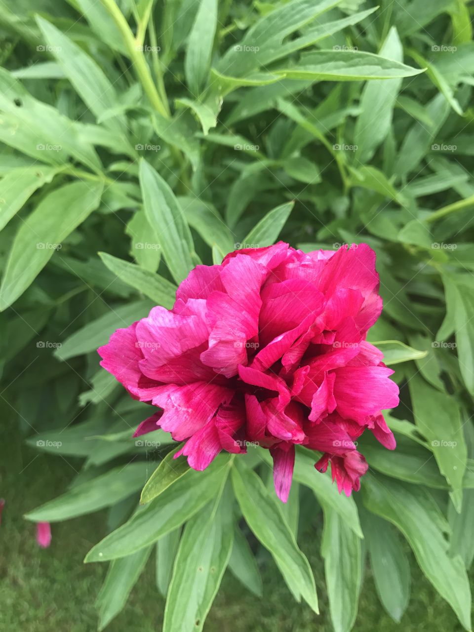 Peonies are blooming