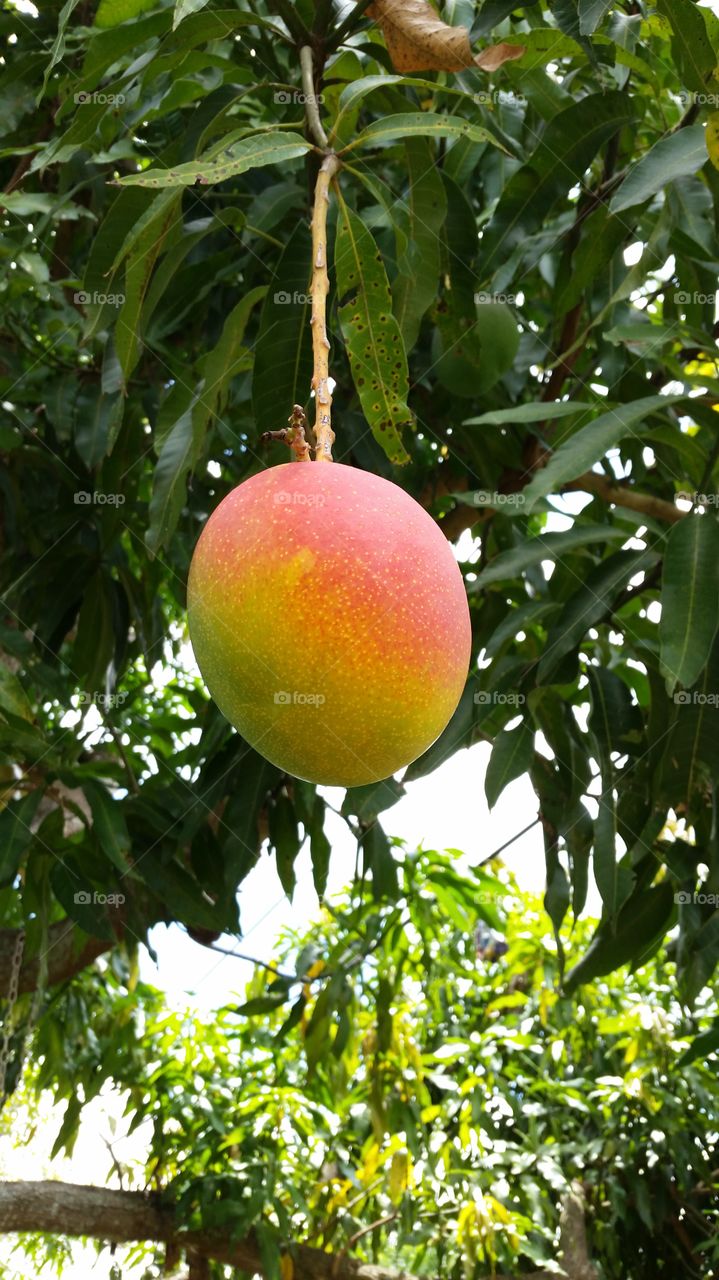 mango. ripening mango on tree, it's mango season