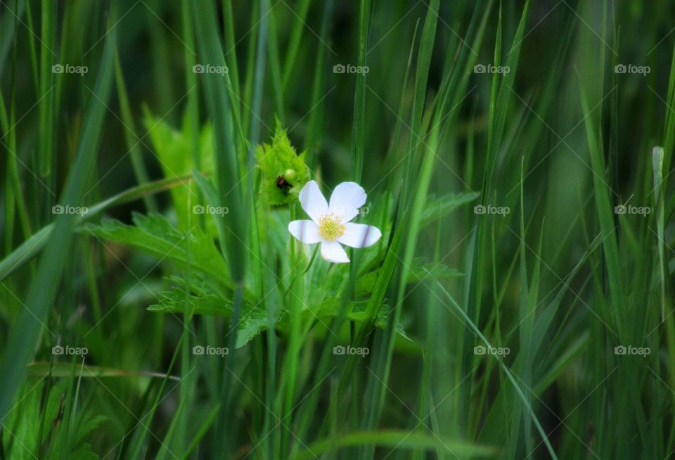 the white flower contrasting to the green grass