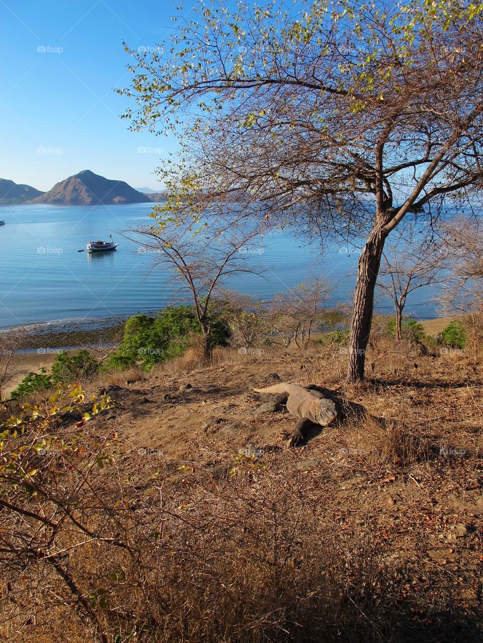 Basking Komodo dragon