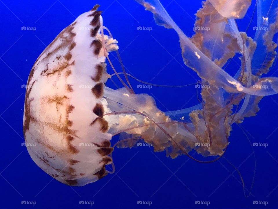 Jellyfish at right angles 