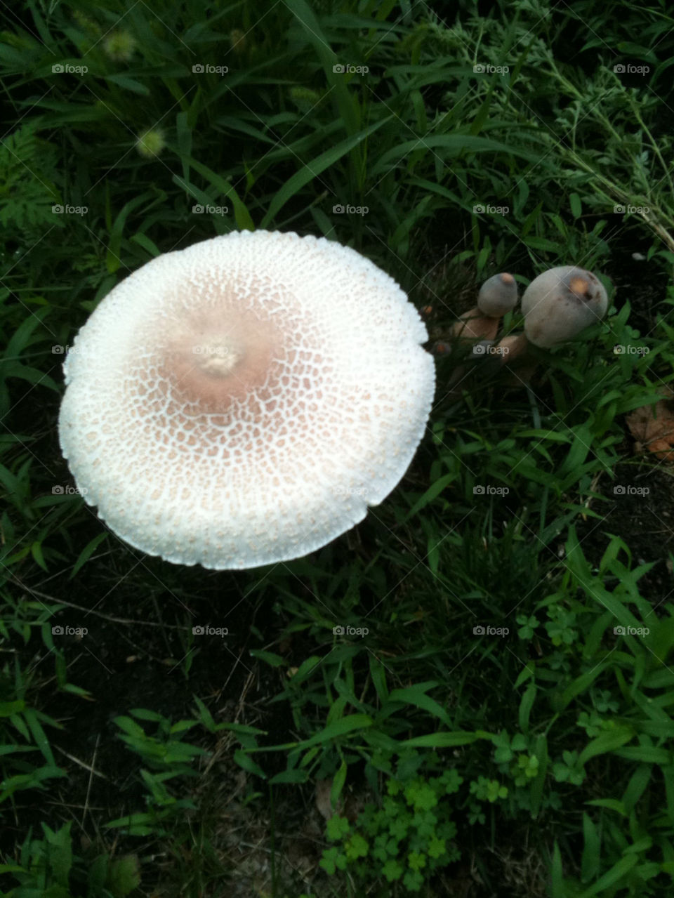 mushrooms mushroom fungus by jshadle
