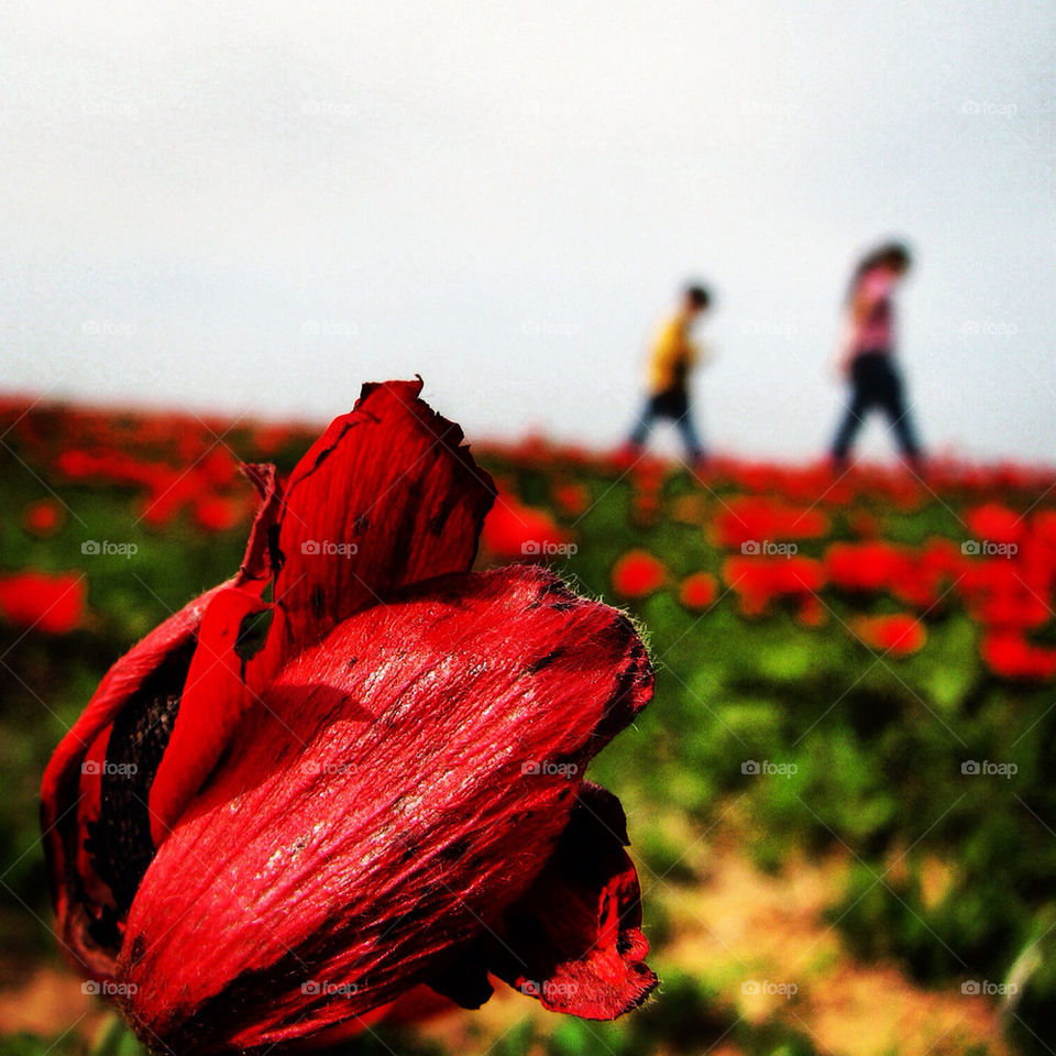 sky flower red white by hofit25