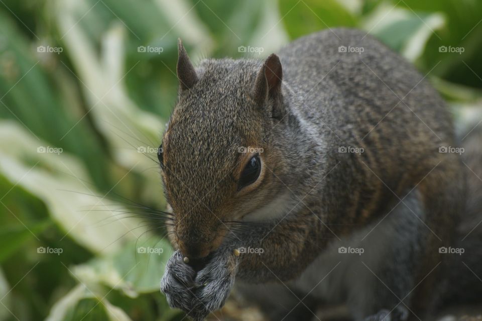 Squirrel 