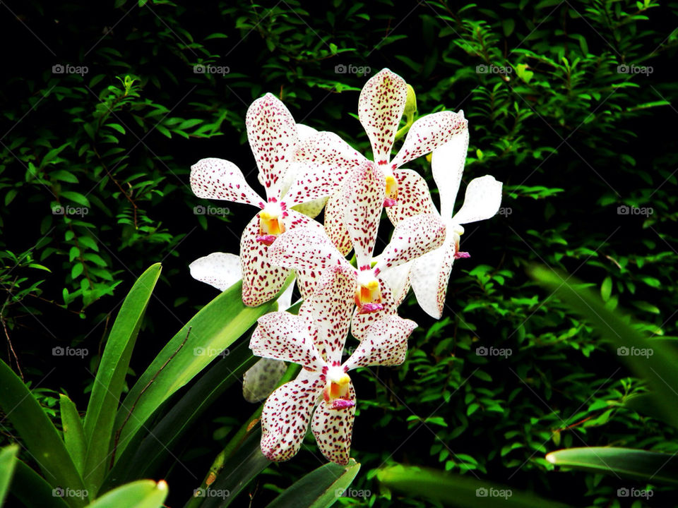 Orchid