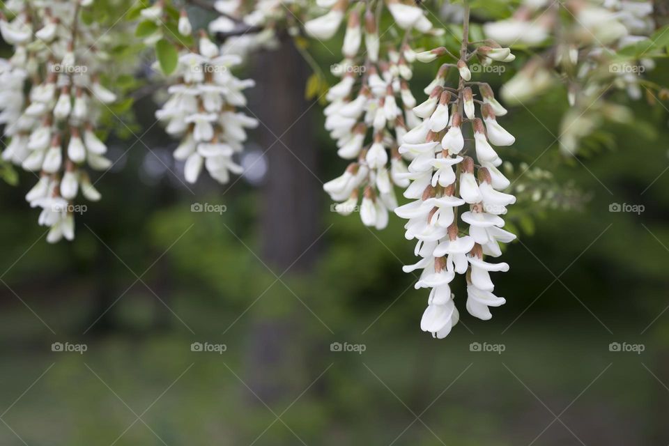 Robinia pseudoacacia . White acacia . Acacia flowers branch with a green background