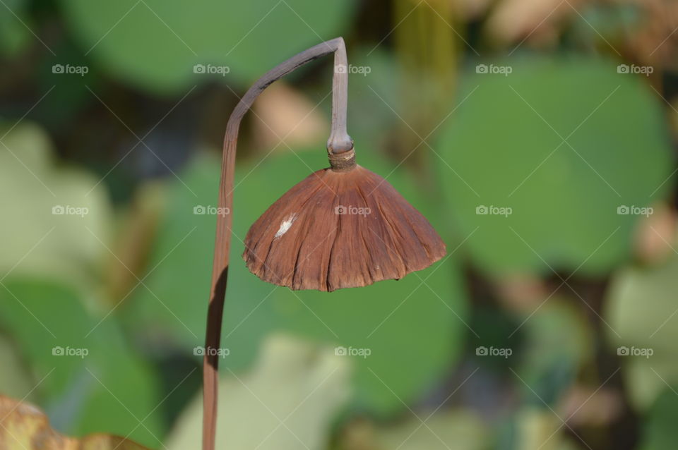 Died Japanese Waterlily