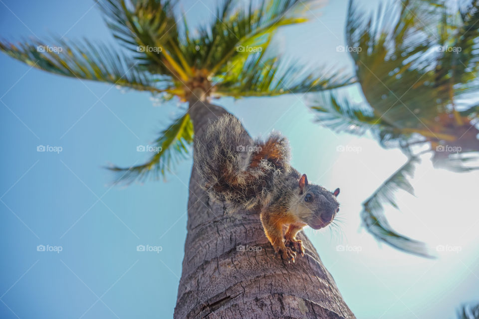 Funny squirrel in a coconut palm tree