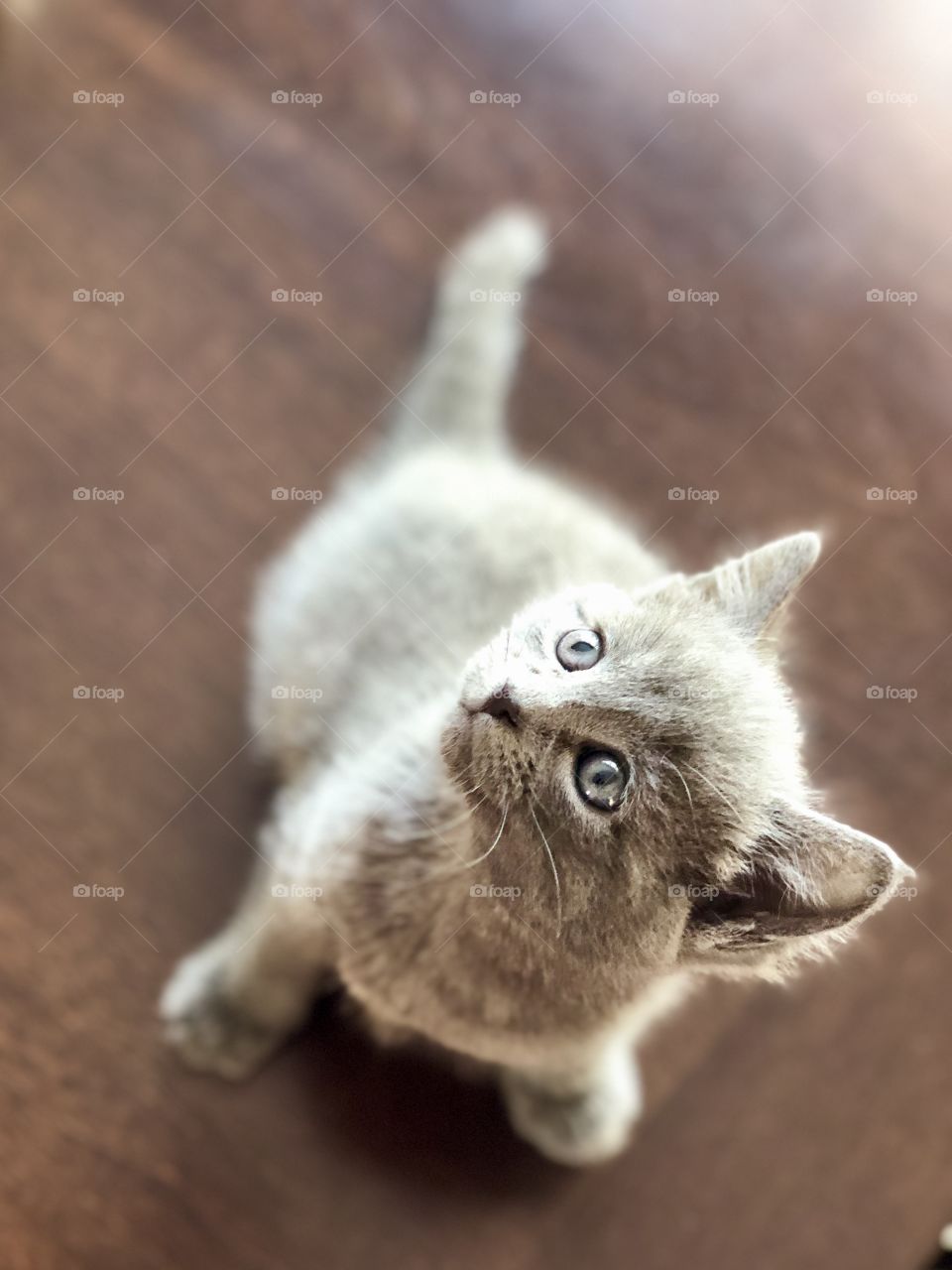 Kitten 💙
