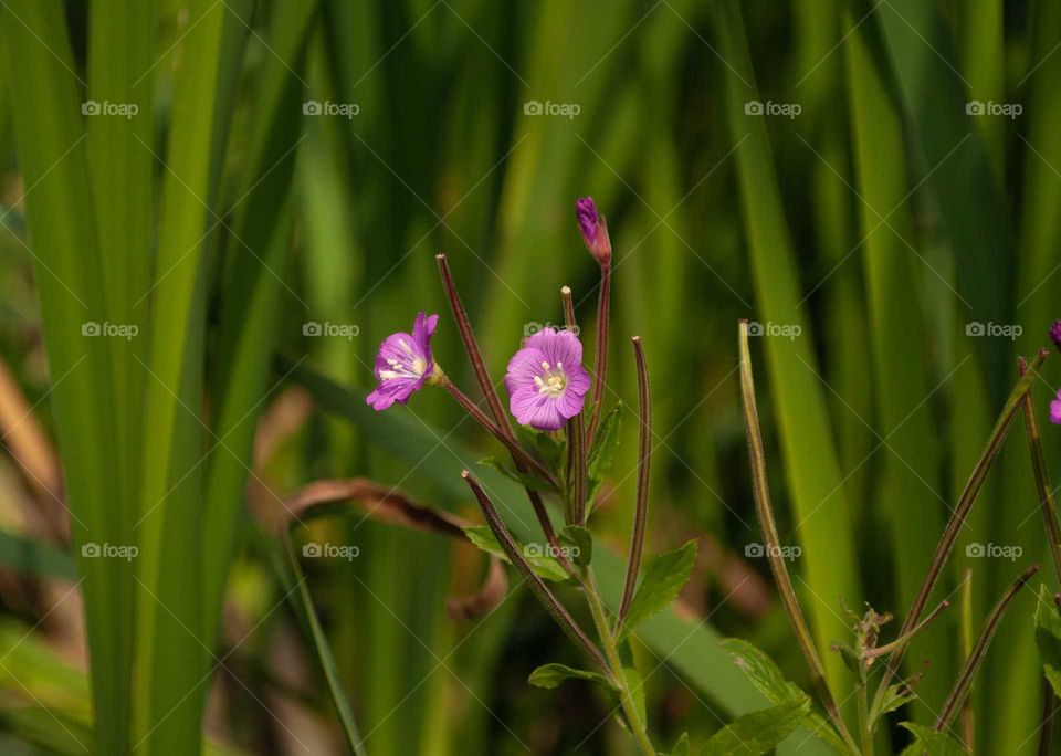 Purple flower on green grass background