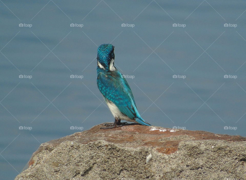 Cerulean blue kingfisher. Don't interest for shown the face to a reason of what's it no understand. Or just boring to look for photograph. Light blue cerulean above, and white clear abdominal side be the main character of its .