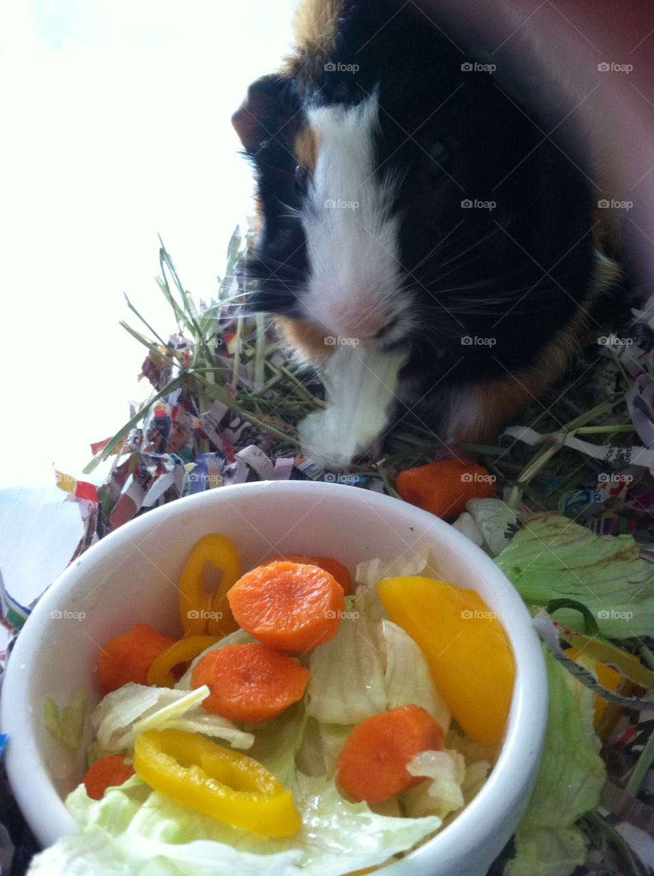 Little guinea pig Sammy 